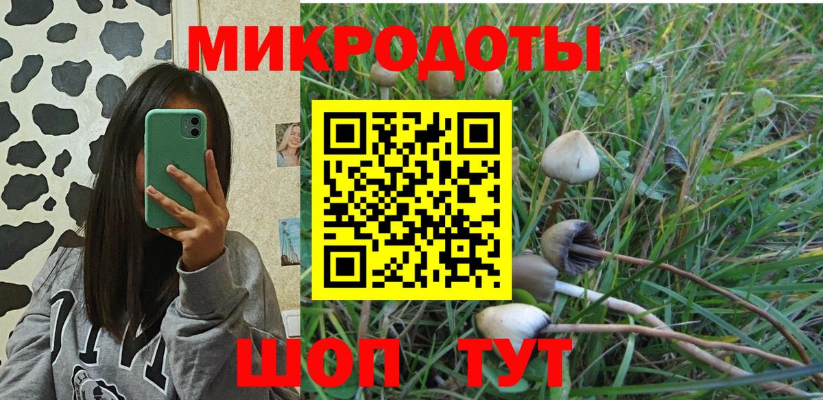 Псилоцибиновые грибы Cubensis Сальск