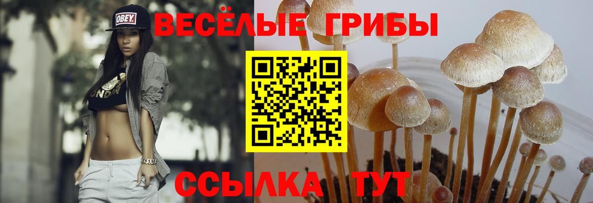 Сальск  Галлюциногенные грибы мухоморы  Вход с VPN 